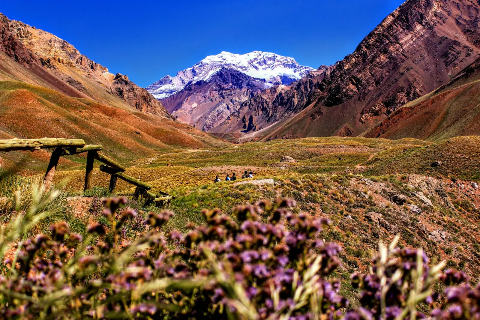 Snow-capped Aconcagua rising above an Andean valley of wildflowers near Mendoza