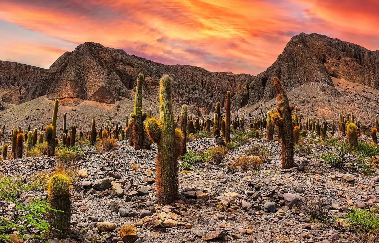 Giant cardón cacti across a high-desert valley under a sunset sky in Argentina's northwest