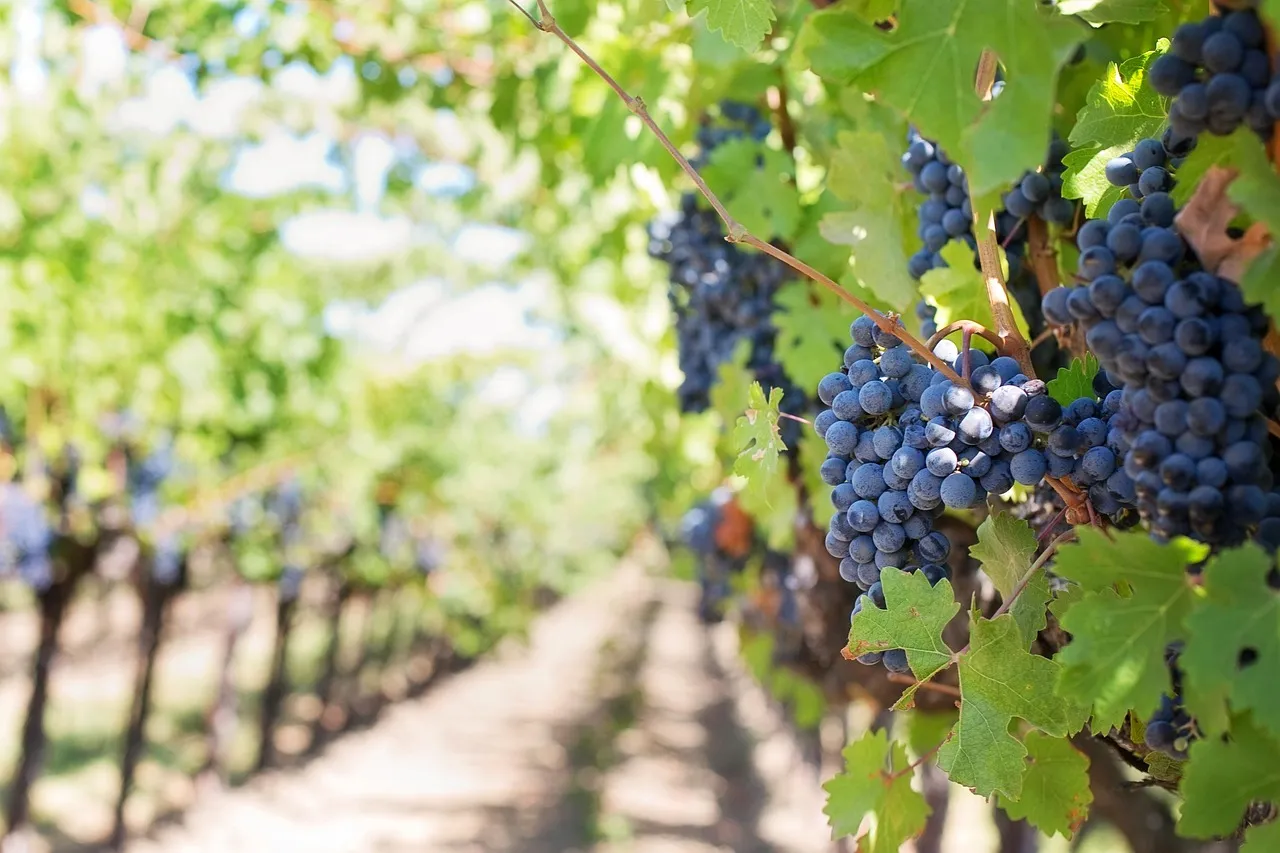 Ripe red wine grapes on the vine in a vineyard