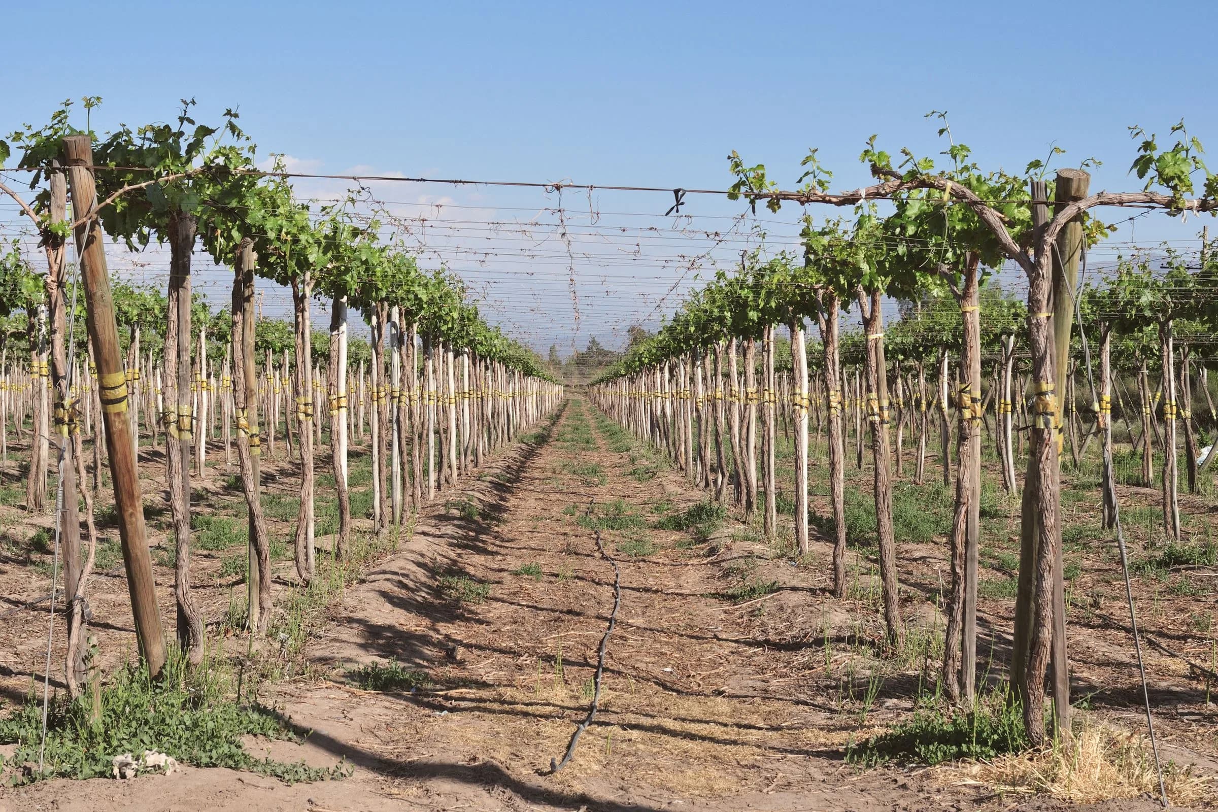 Wine Tasting Tours in Mendoza, Argentina: Best Wineries & Guide