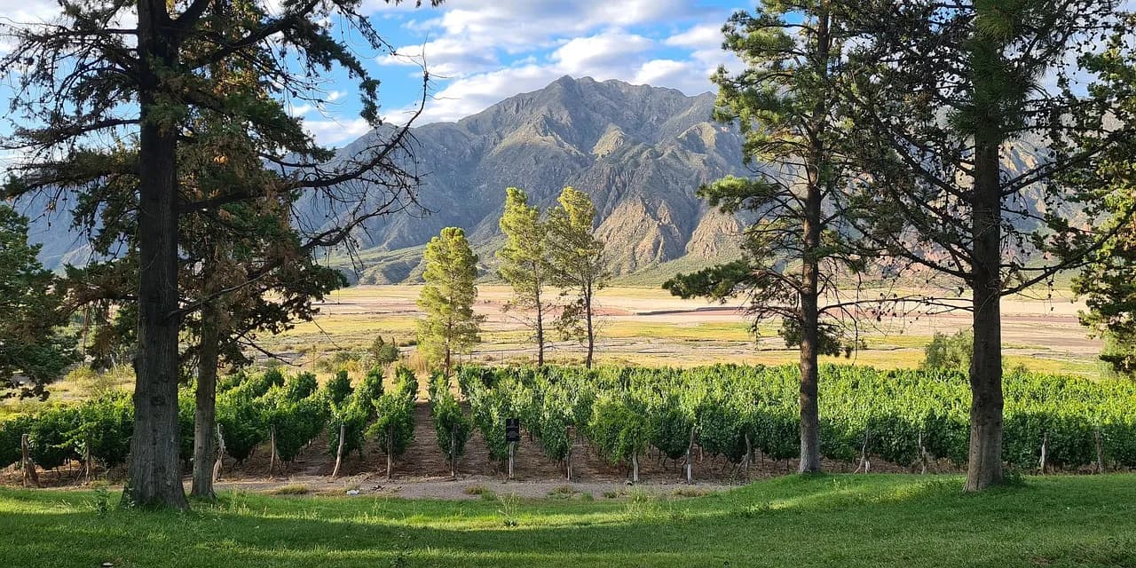 Vineyard rows with mountains rising behind them