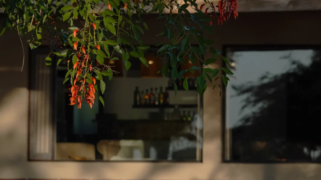 Bright red Ceibo flowers hanging from a branch outside the fishing lodge window