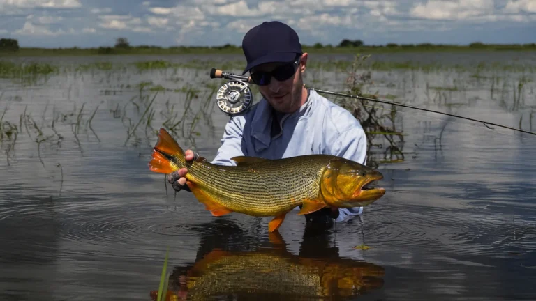 Angler proudly holding a massive Golden Dorado fish in the wetland waters