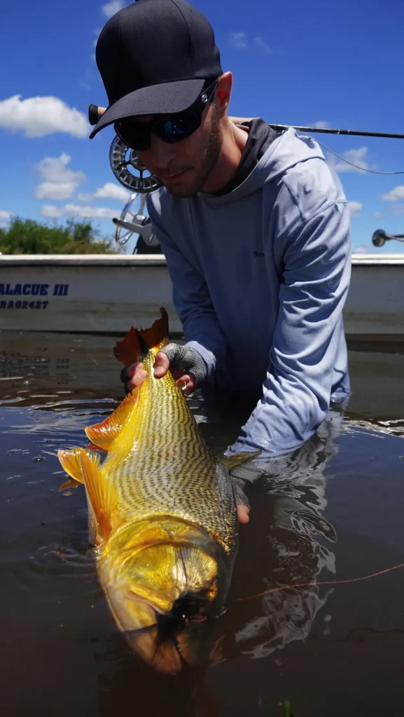 Close-up of a trophy Golden Dorado fish held by an angler in the water showing its golden scales