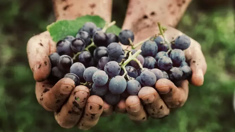Close-up of hands holding freshly harvested Malbec grapes in a Mendoza vineyard