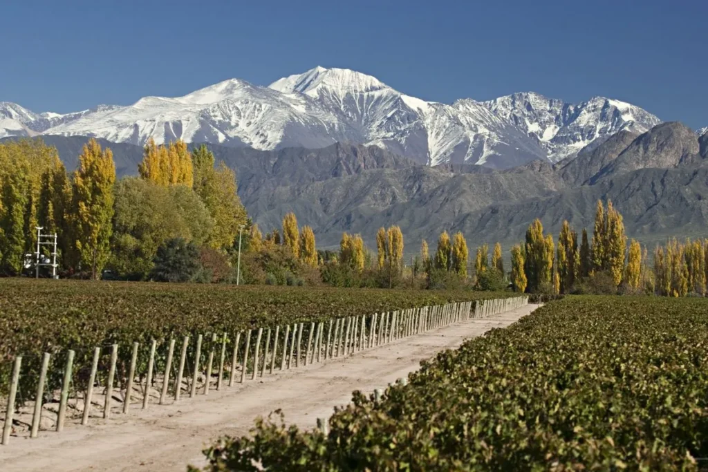 Scenic landscape of Mendoza vineyards with golden autumn leaves and towering snow-capped Andes mountains